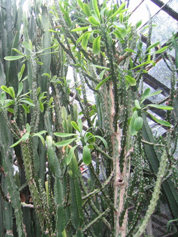 Euphorbia neriifolia