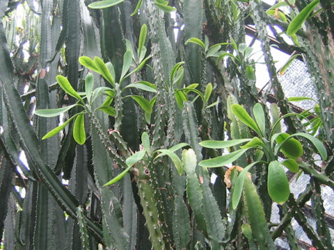 Euphorbia neriifolia