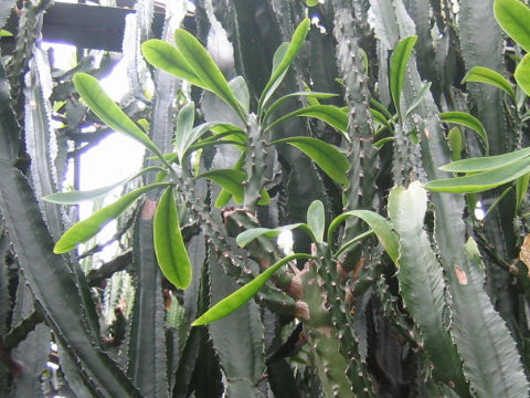 Euphorbia neriifolia