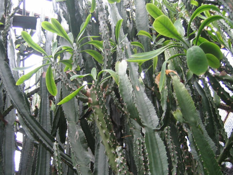 Euphorbia neriifolia