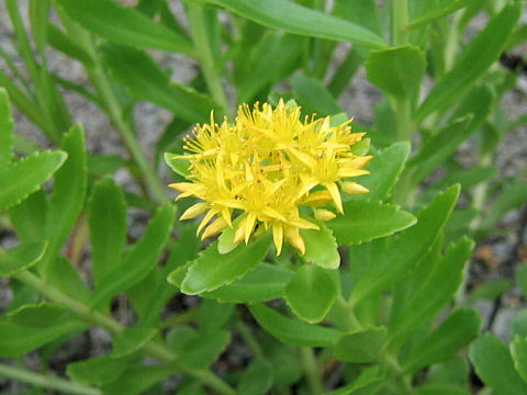 Sedum aizoon var. floribundum