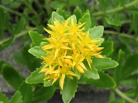 Sedum aizoon var. floribundum