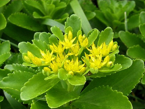 Sedum aizoon var. floribundum