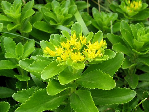 Sedum aizoon var. floribundum