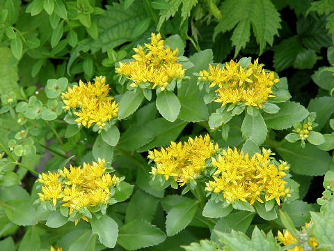 Sedum aizoon var. floribundum