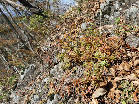 Sedum aizoon var. floribundum