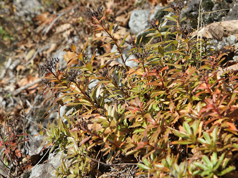 Sedum aizoon var. floribundum