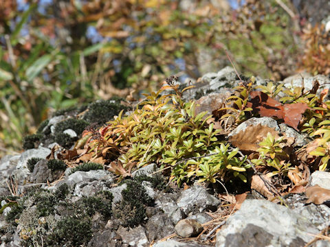 Sedum aizoon var. floribundum