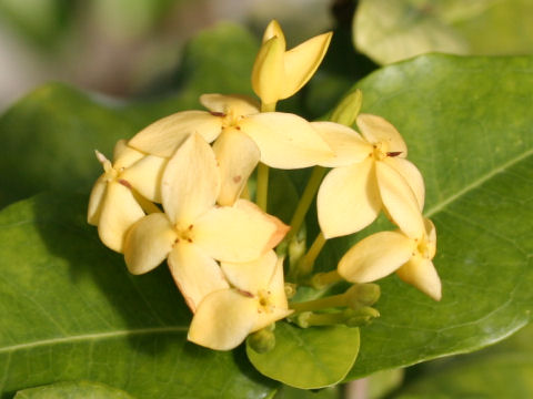 Ixora coccinea var. lutea