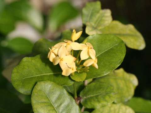 Ixora coccinea var. lutea