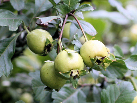 Crataegus cuneata