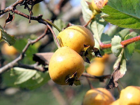 Crataegus cuneata