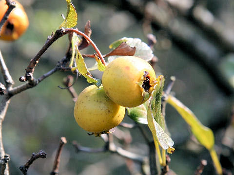 Crataegus cuneata