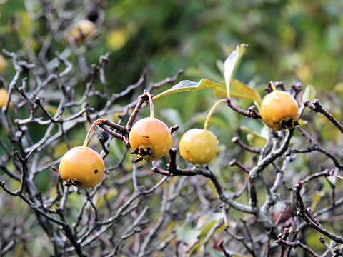 Crataegus cuneata