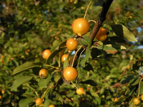 Crataegus cuneata