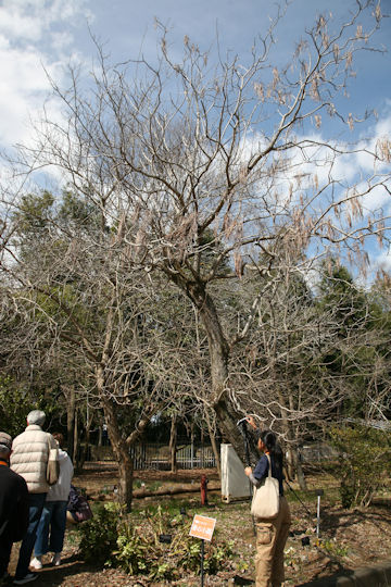 Catalpa ovate