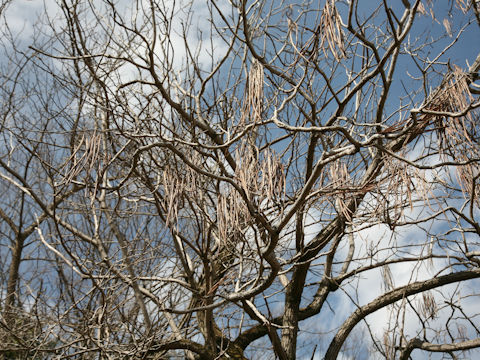 Catalpa ovate