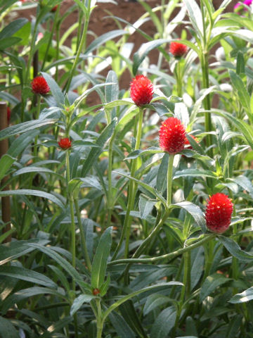 Gomphrena haageana