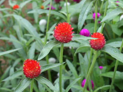 Gomphrena haageana