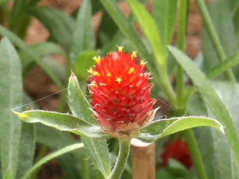 Gomphrena haageana