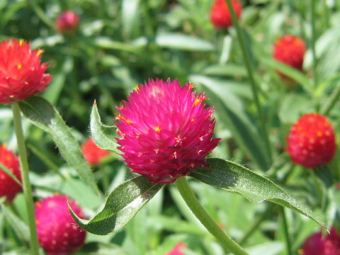 Gomphrena haageana