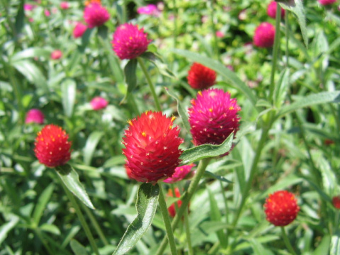 Gomphrena haageana