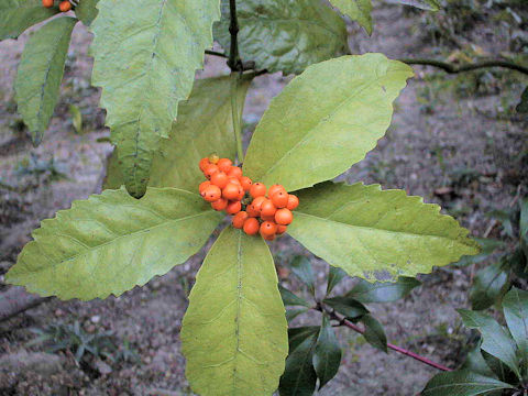 Sarcandra glaber var. flava