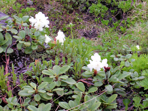 Rhododendron aureum