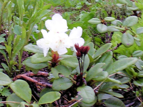 Rhododendron aureum