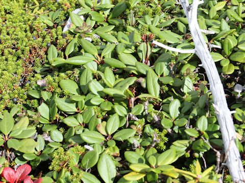 Rhododendron aureum