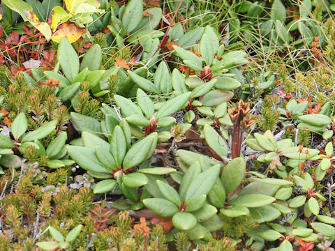 Rhododendron aureum