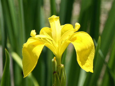 Iris pseudoacorus