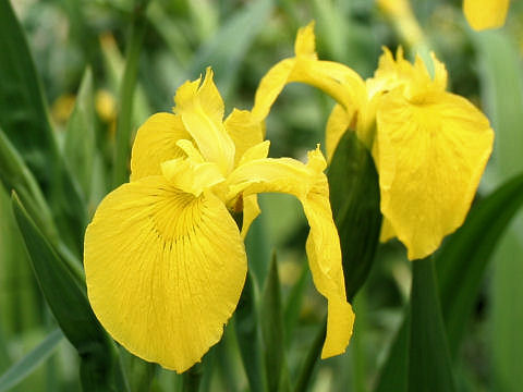 Iris pseudoacorus