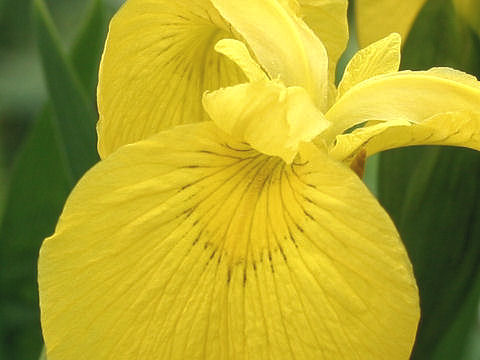 Iris pseudoacorus