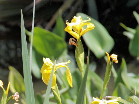 Iris pseudoacorus