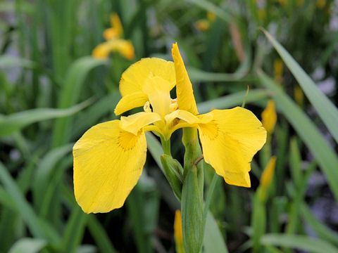 Iris pseudoacorus