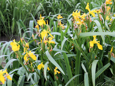 Iris pseudoacorus