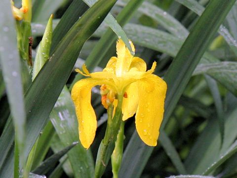 Iris pseudoacorus