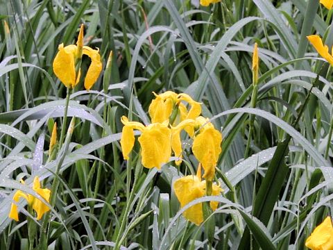 Iris pseudoacorus