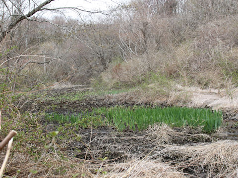 Iris pseudoacorus