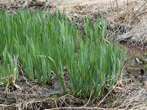 Iris pseudoacorus