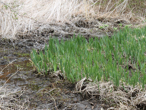 Iris pseudoacorus