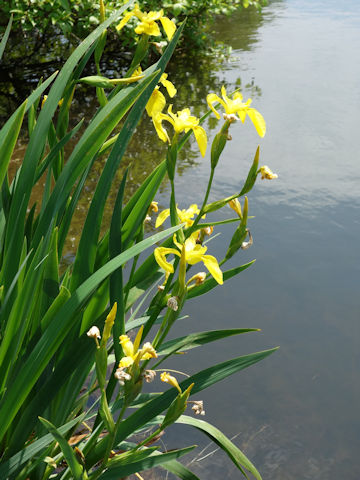 Iris pseudoacorus