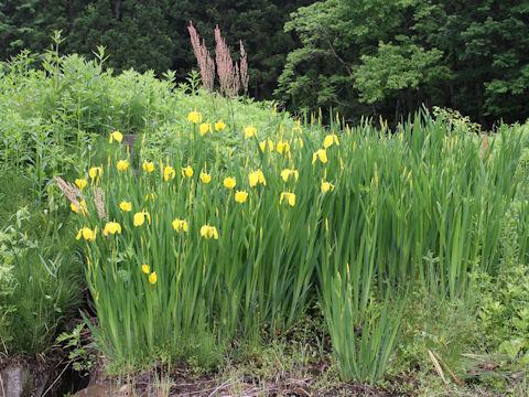 Iris pseudoacorus