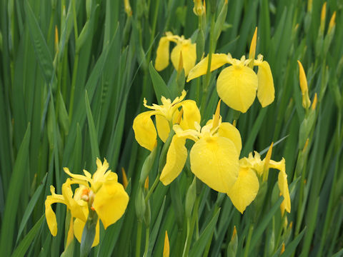 Iris pseudoacorus