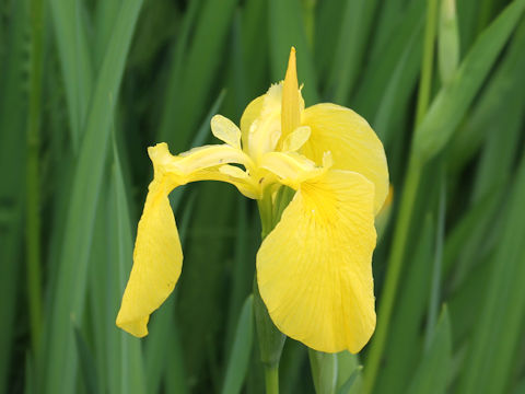 Iris pseudoacorus