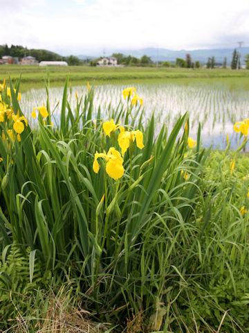 Iris pseudoacorus