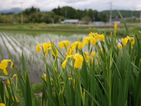 Iris pseudoacorus