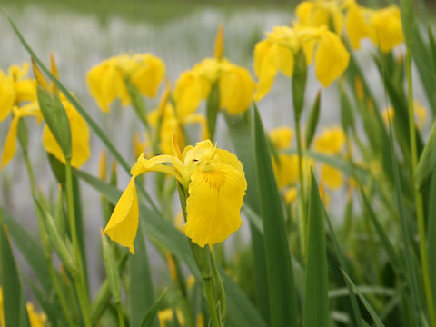 Iris pseudoacorus