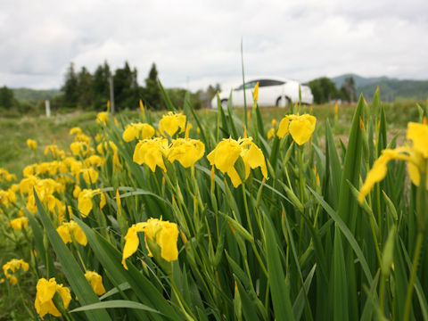 Iris pseudoacorus